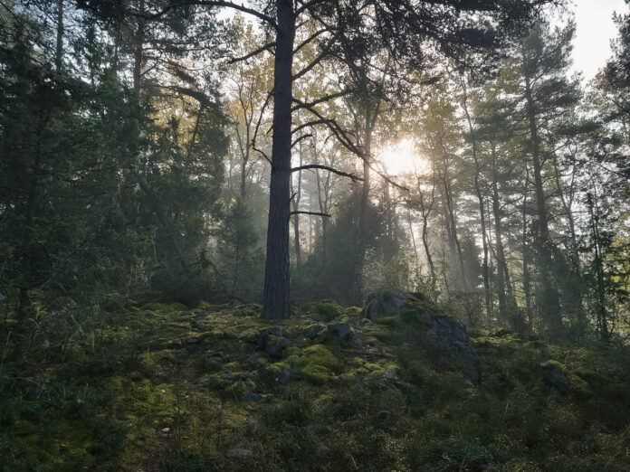 Teiden_Tarinat_HML_Museo Teiden tarinat HML museon kuvituskuva metsästä, jonka puuston läpi auringonvalo siivilöityy.
